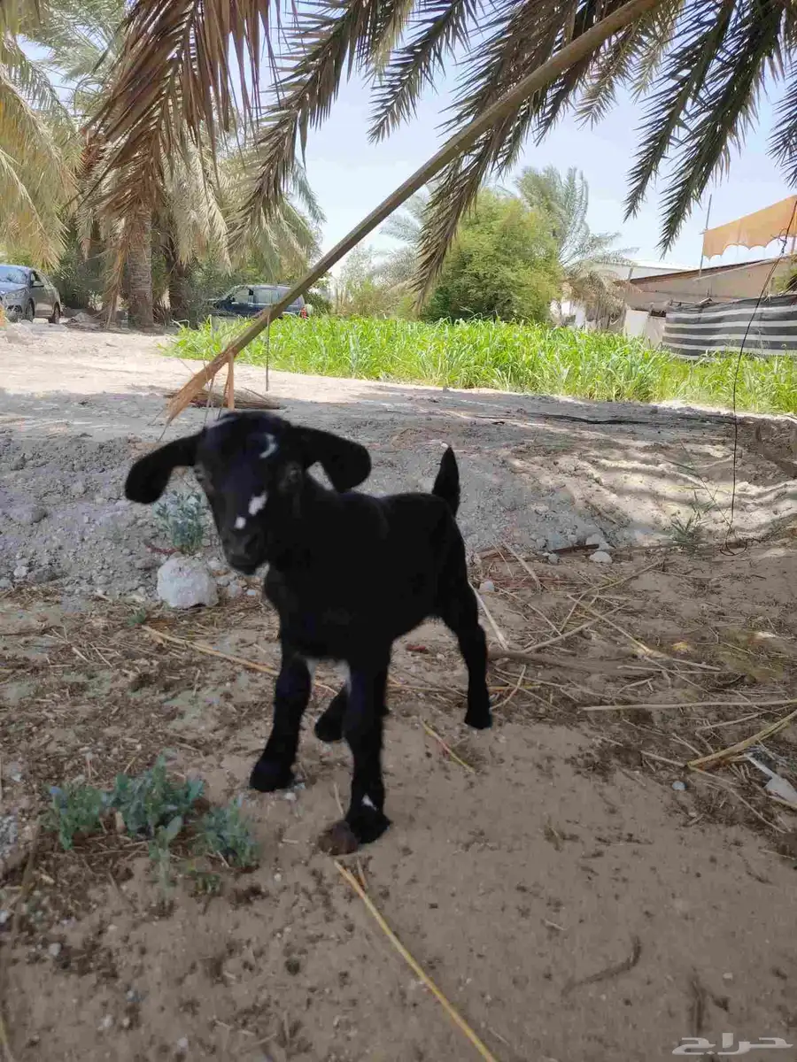 جفره داغوره 1