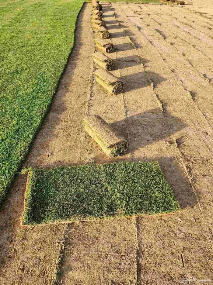 ثيل انجيله طبيعي C2000 درجة أولى 7