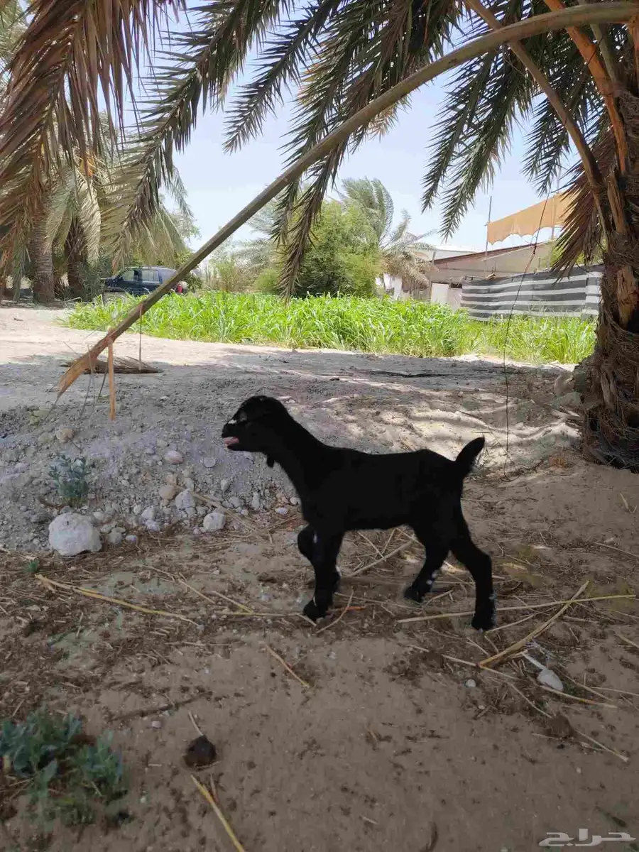 جفره داغوره 6
