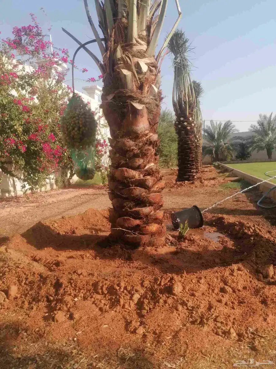 نخل 2
