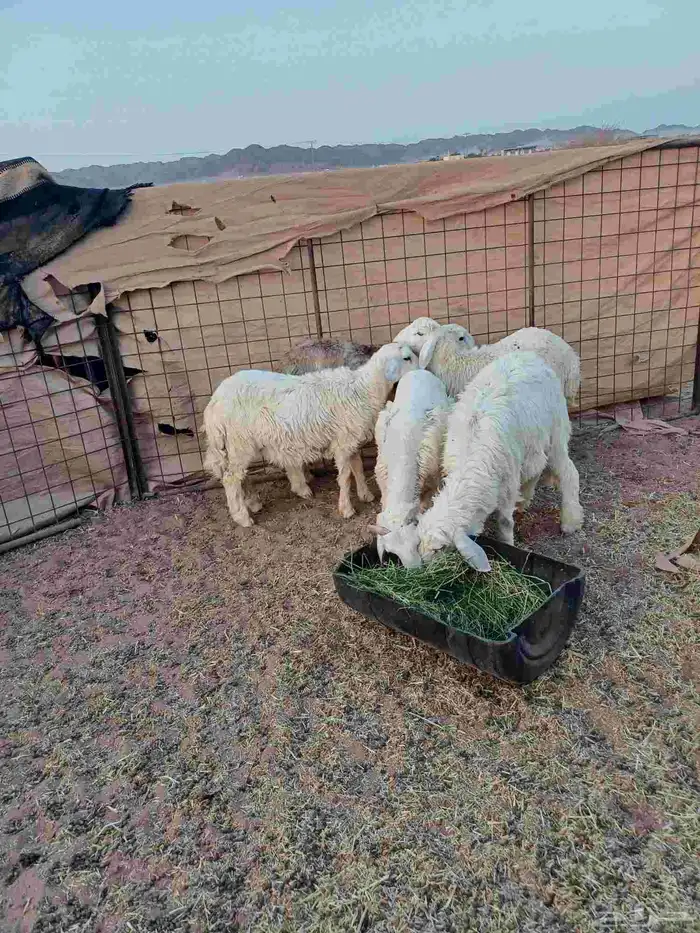 طليان للبيع 2