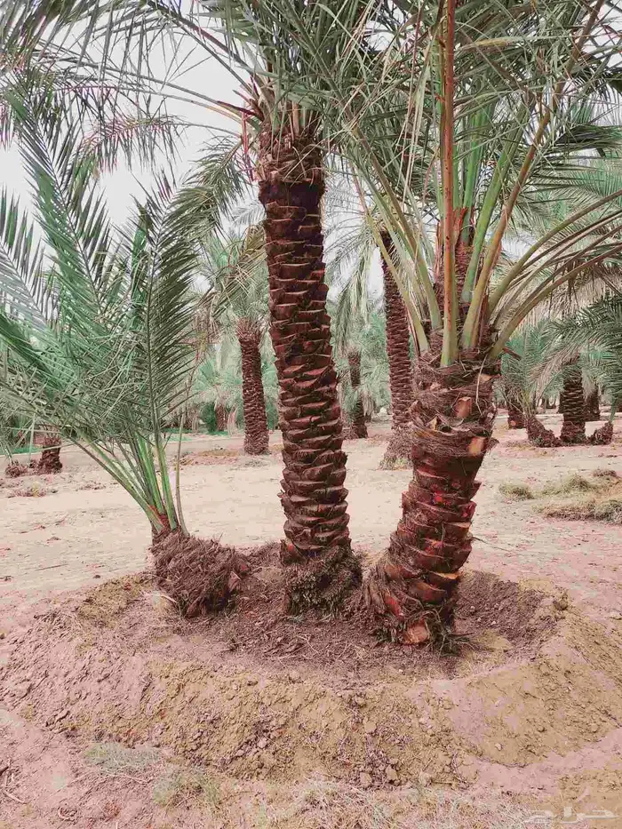 لصيانه النخل تكريب تحويض قلع وغرس 8