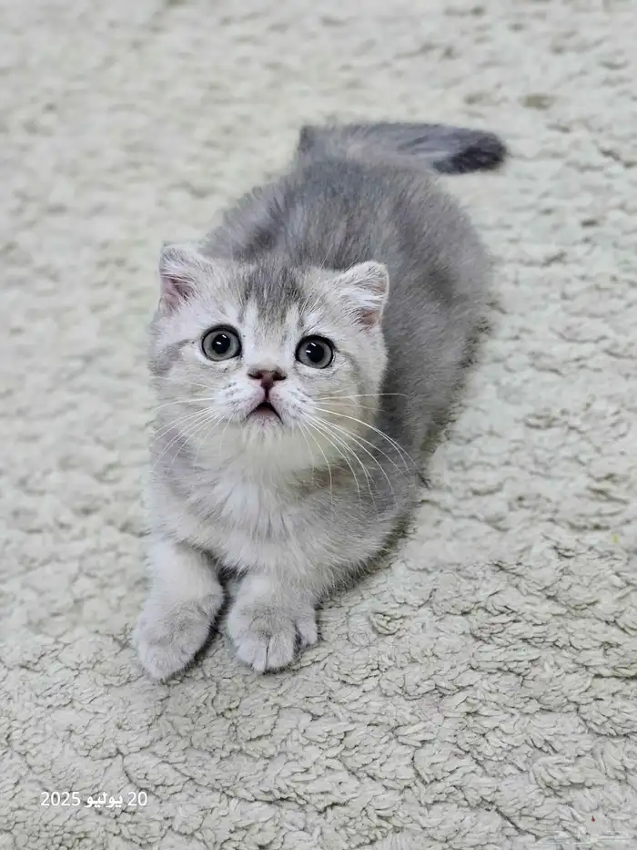 كتن سكوتش فولد ( تم البيع ) 2