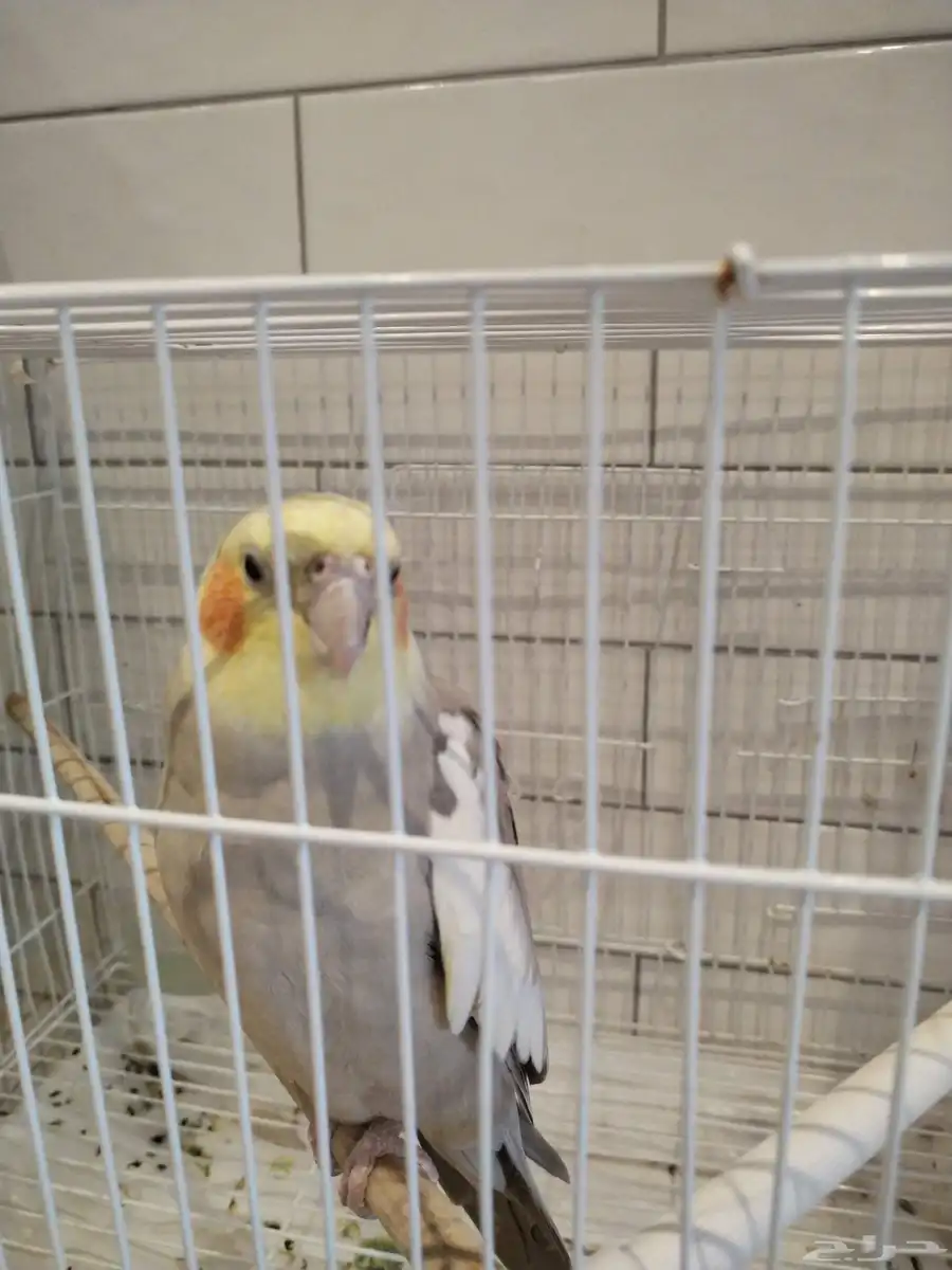 طير كروان عمره سنه يغني 2