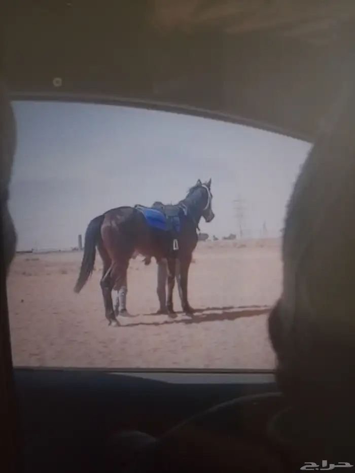 حصان سبوق وسليم شرط جايب المركز4 1