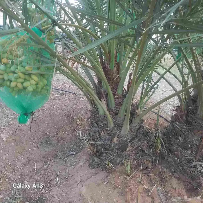 نخل الزلفي والغاط 0