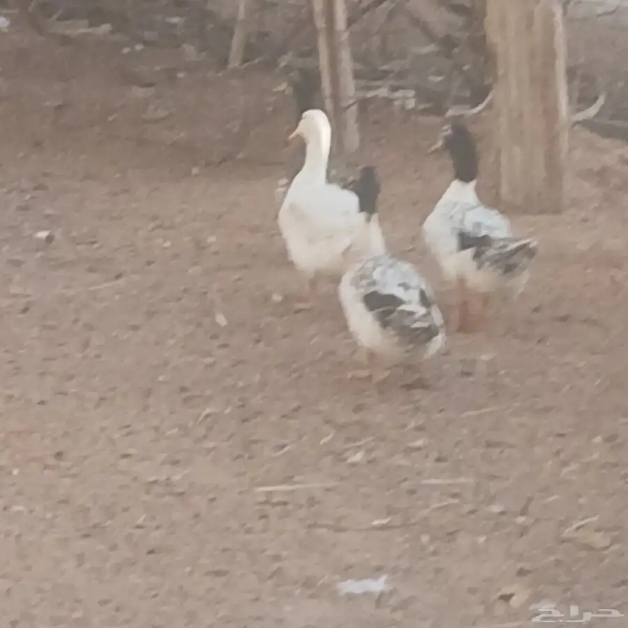 بط للبيع حوالي 27 حبه كبار وصغار 0