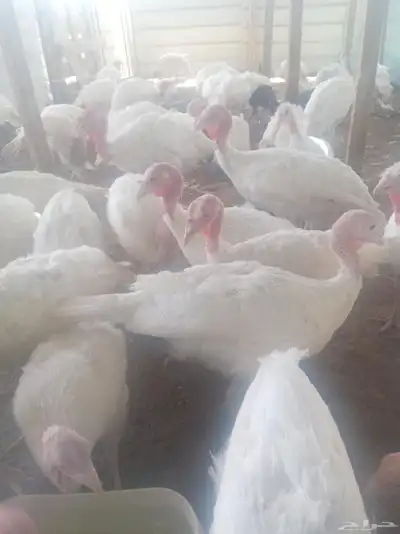 دجاج وصوص رومي للبيع 0
