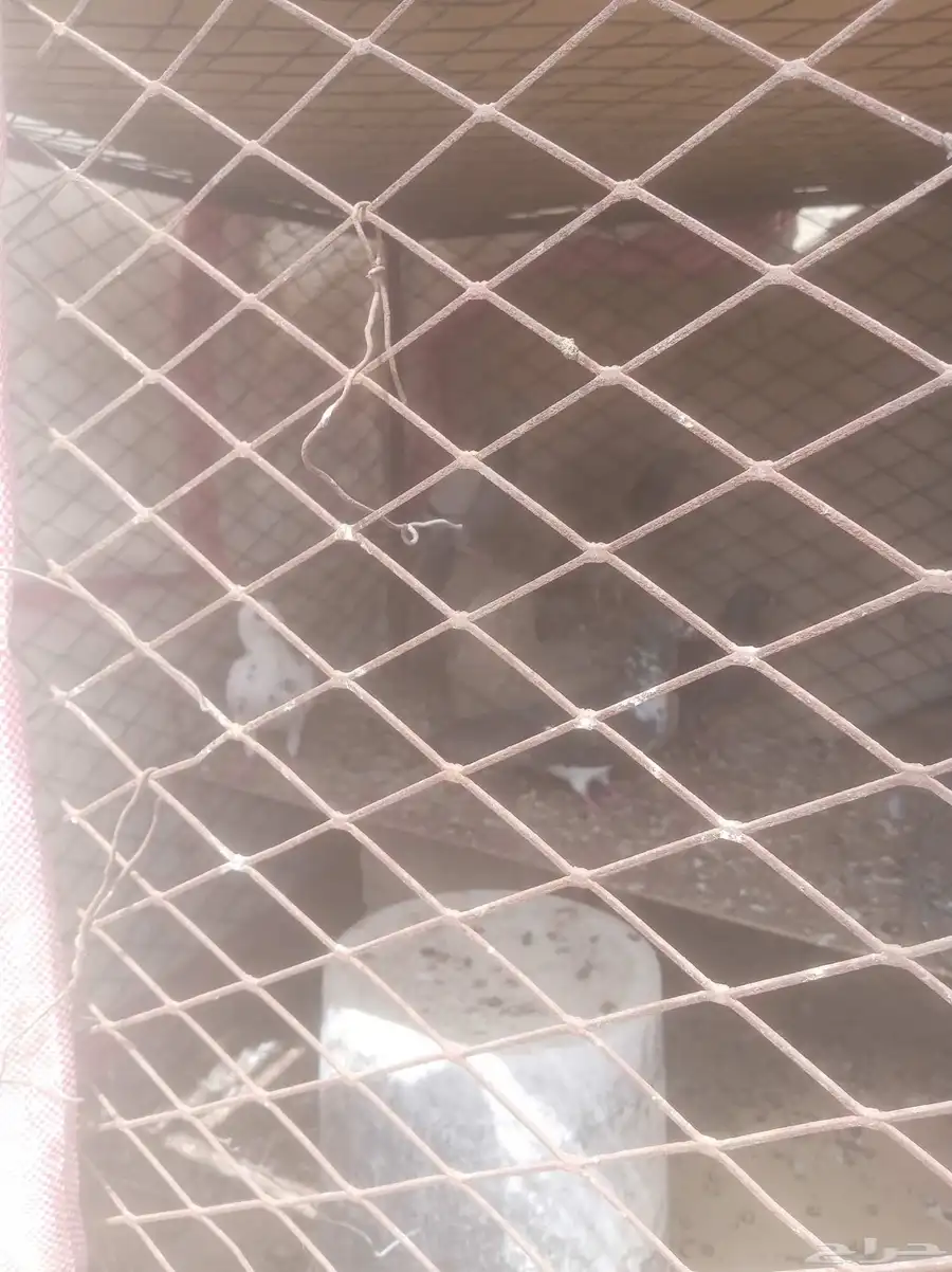 طيور حمام بلدي حوالي تقريبا 17 حبة للبيع عل السوم للتواصل 1