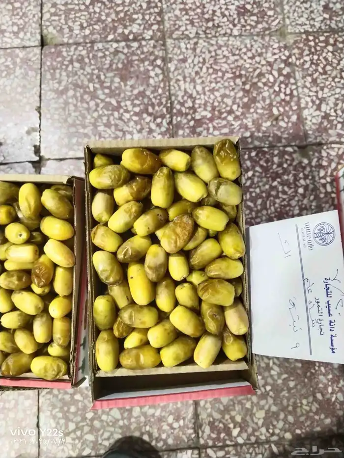 خلاص الخرج نبوت سلطان دخيني درجة شيشي اولى الموقع الرياض 8