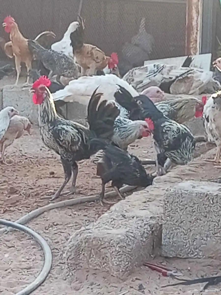 دجاج بشاير تركي فيومي ابراما رومي ست حبات كلهم بشاير لهم فوق 9