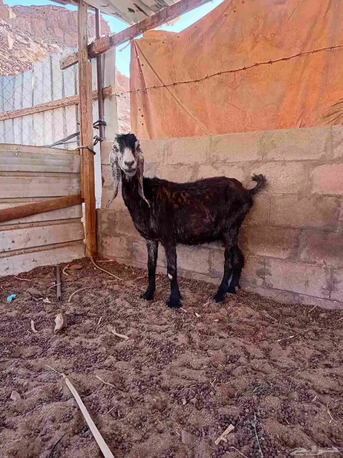 عنز عارضية الموقع الديسة 0