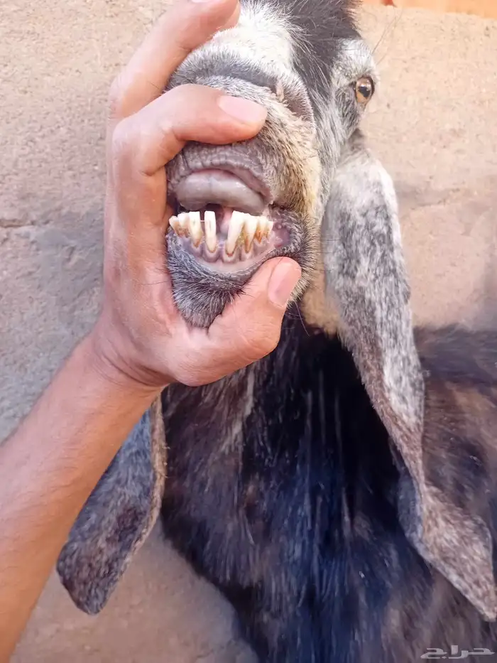 عنز عارضية الموقع الديسة 2