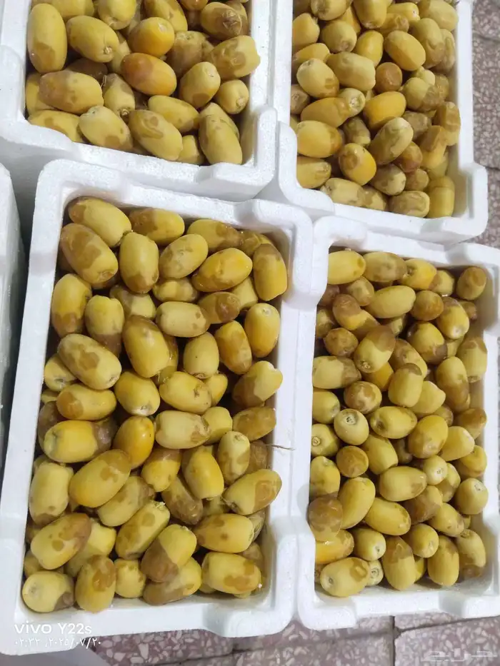 خلاص الخرج نبوت سلطان دخيني درجة شيشي اولى الموقع الرياض 9