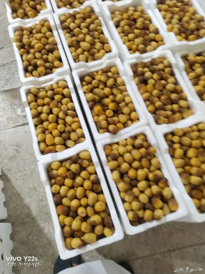 خلاص الخرج نبوت سلطان دخيني درجة شيشي اولى الموقع الرياض 4
