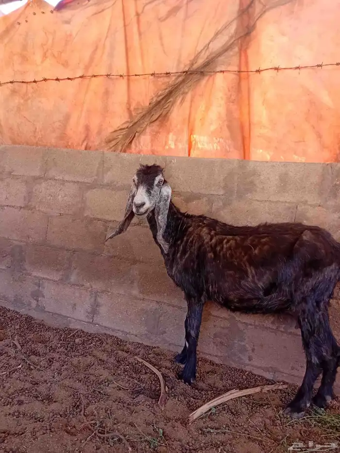 عنز عارضية الموقع الديسة 1