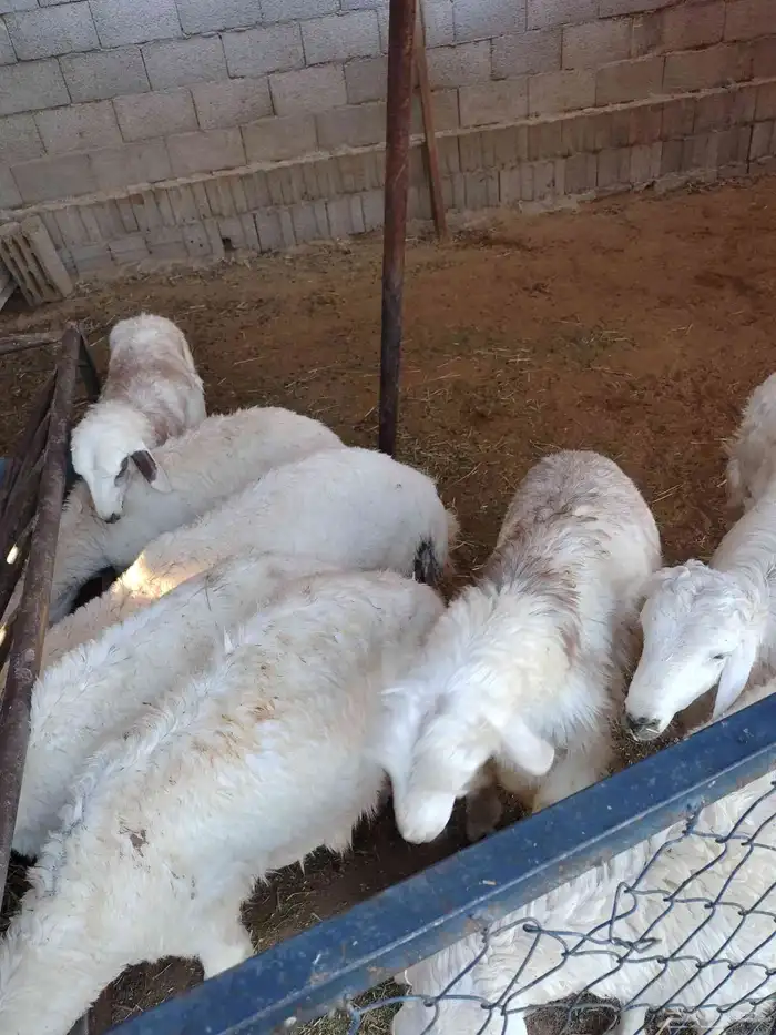 حلال طيب 16 راس الموقع ملهم حلال مزارع البيع لاعلى سوم 1