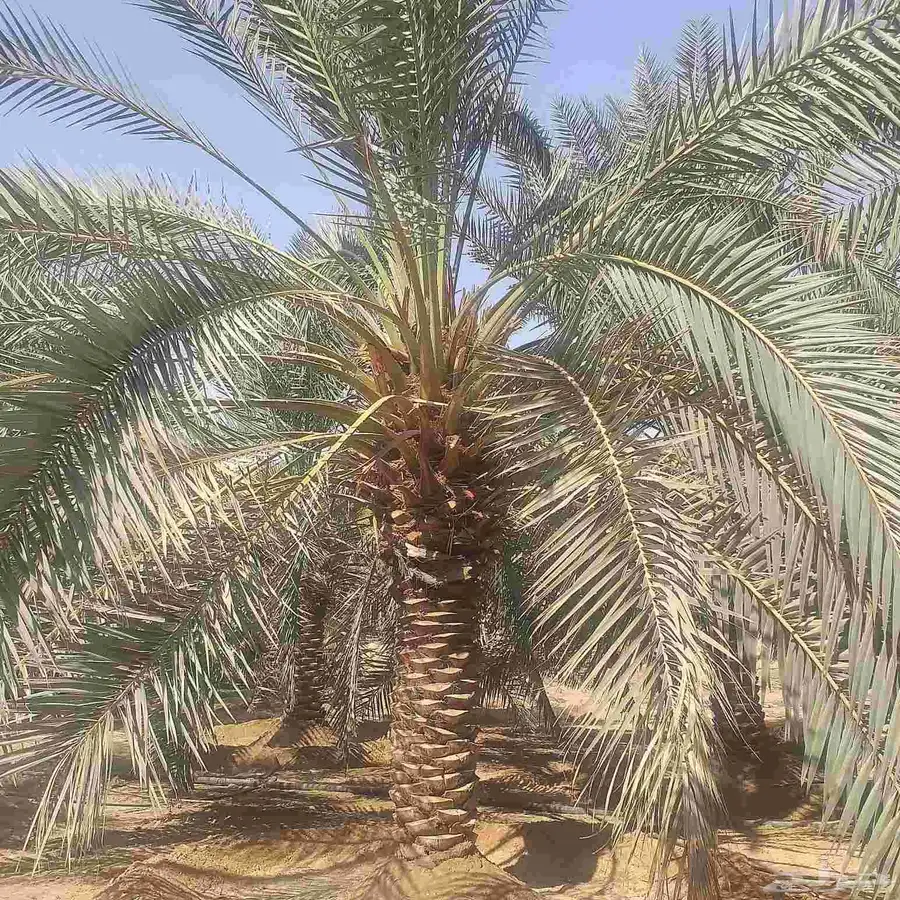 يوجد لدينا جميع انواع انخل المترين الى سته متر توصيل وزراعه 2