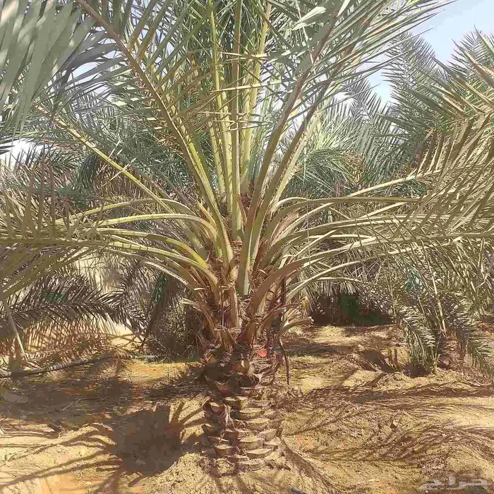 يوجد لدينا جميع انواع انخل المترين الى سته متر توصيل وزراعه 3