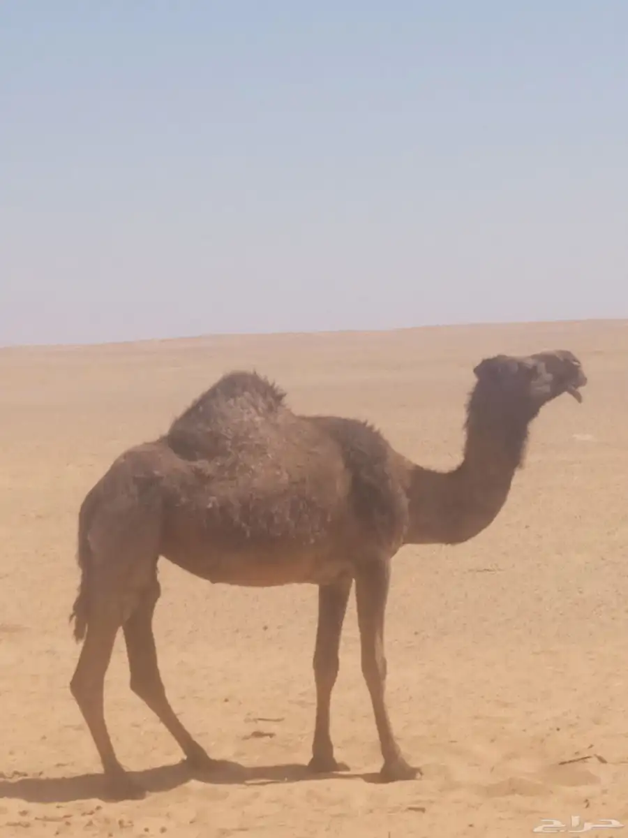 للبيع ناقه صفرا نصوف 1