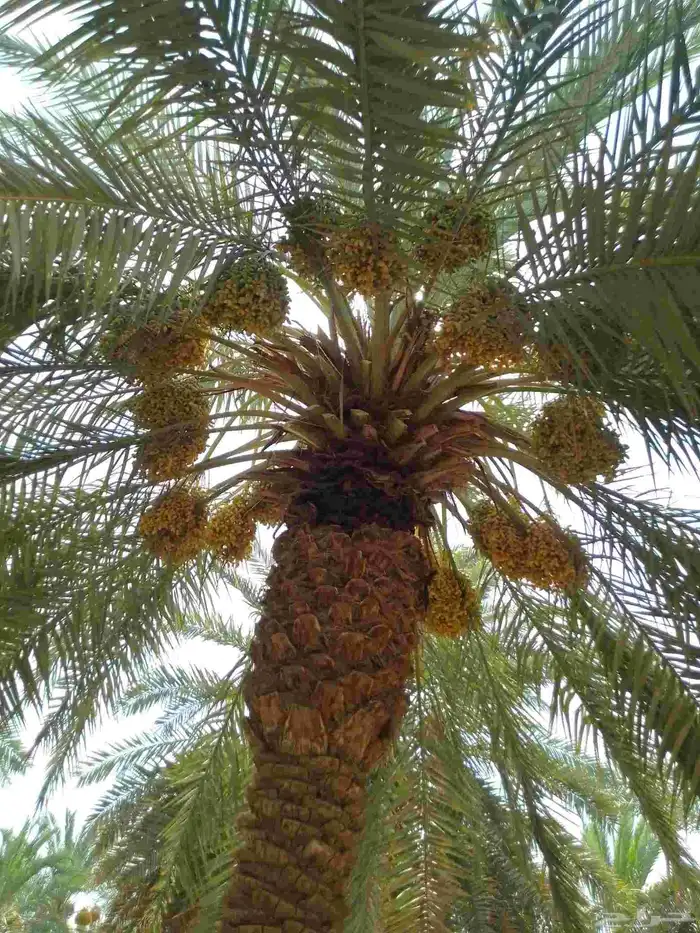 يوجد خراف سلج بشكل يومين 0