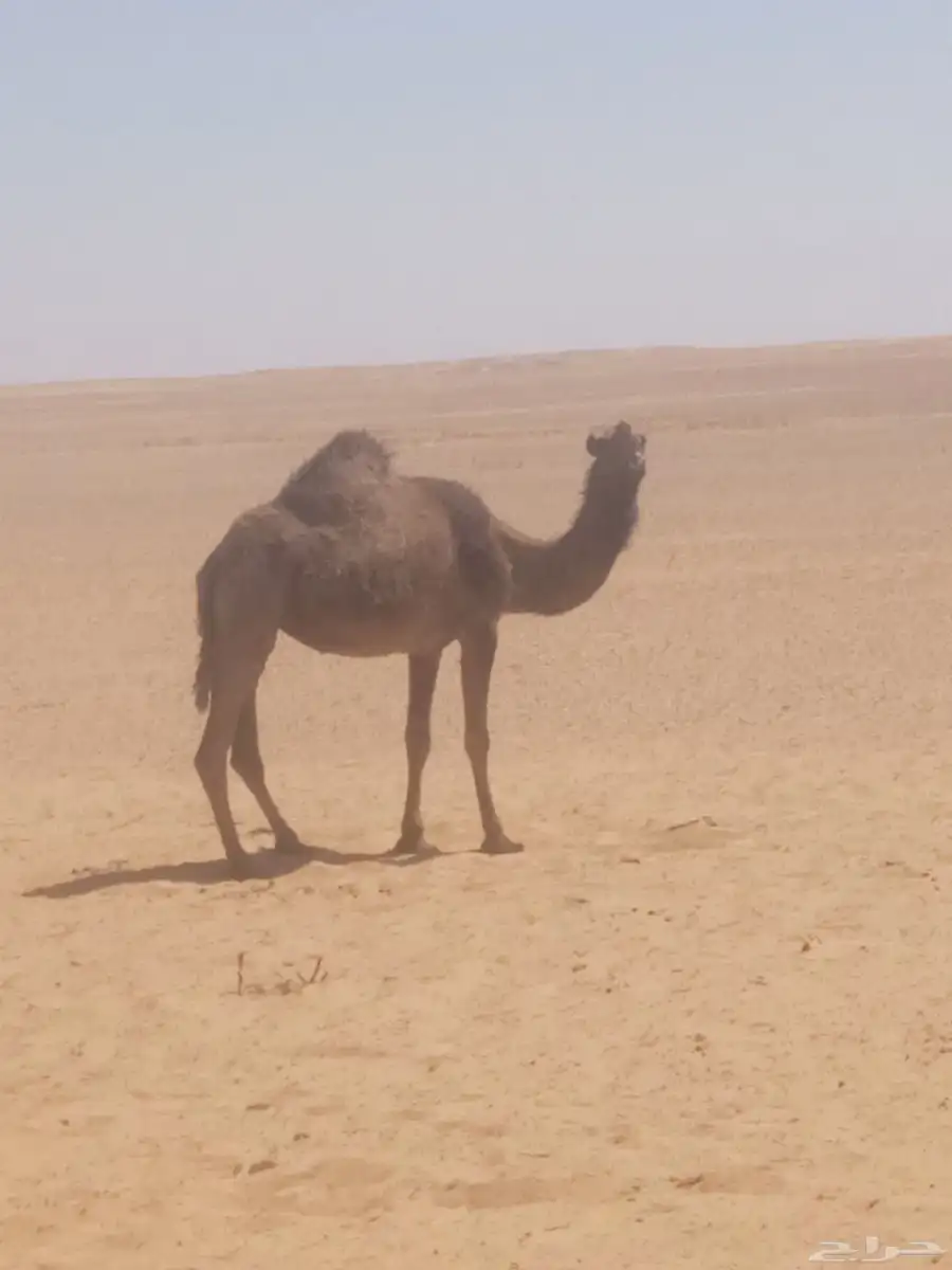 للبيع ناقه صفرا نصوف 0