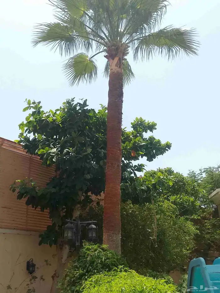 تكريب نخيل وواشنطونيا وتجهيز احواض زراعية وقطع اشجار 2