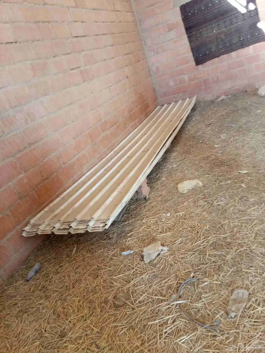 شينكو نظيف للبيع 1
