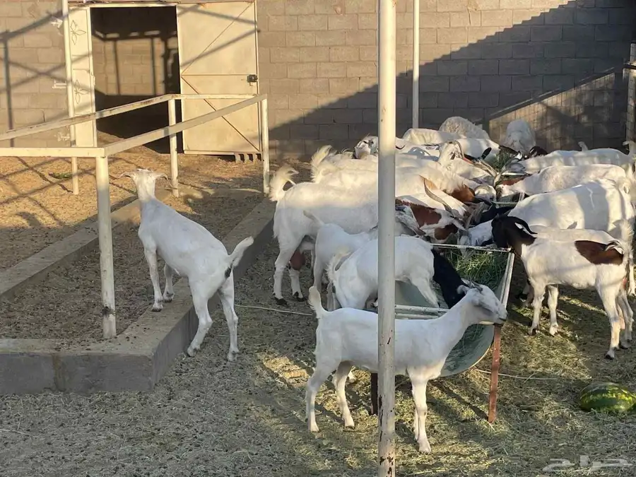ماعز بيشي وموشح للبيع 0