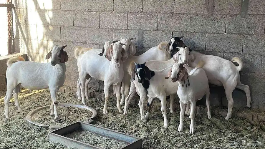 ماعز بيشي وموشح للبيع 3