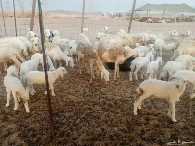 غنم حريه العدد 100تحتها 30 6