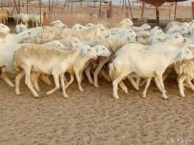 غنم حريه العدد 100تحتها 30 1