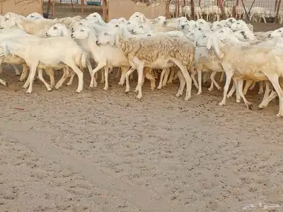 غنم حريه العدد 100تحتها 30 0