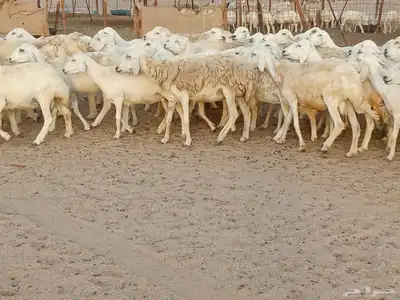غنم حريه العدد 100تحتها 30 2