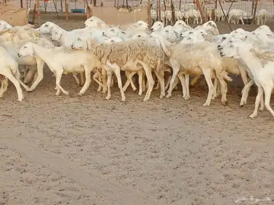 غنم حريه العدد 100تحتها 30 5
