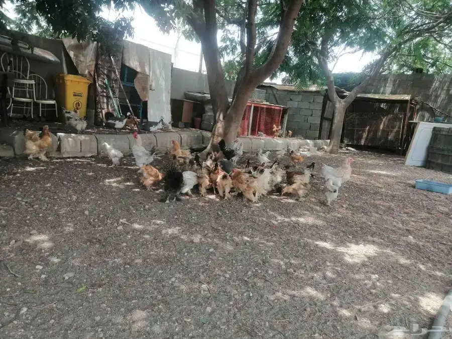 دجاج لبيع برهما العدد فوق الميه حبه 3