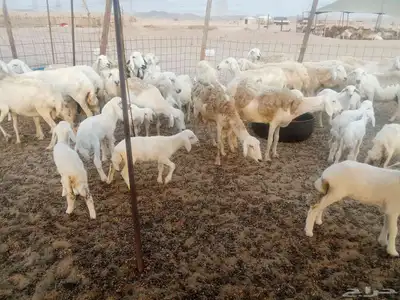 غنم حريه العدد 100تحتها 30 9