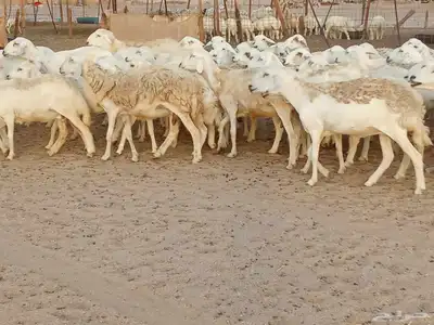 غنم حريه العدد 100تحتها 30 3