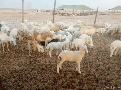 غنم حريه العدد 100تحتها 30 8