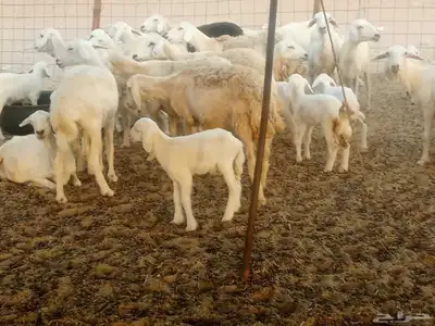 غنم حريه العدد 100تحتها 30 7