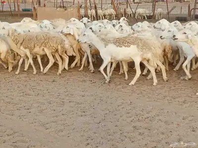 غنم حريه العدد 100تحتها 30 4