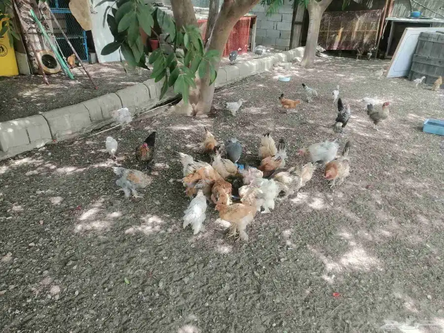 دجاج لبيع برهما العدد فوق الميه حبه 4