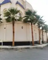 نخيل واشنطونيا ملكي 6