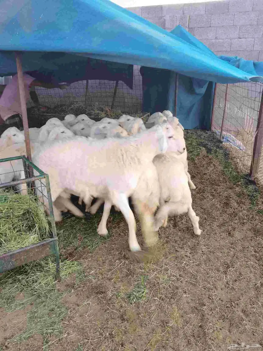 فحل حري طيب مشروط 1