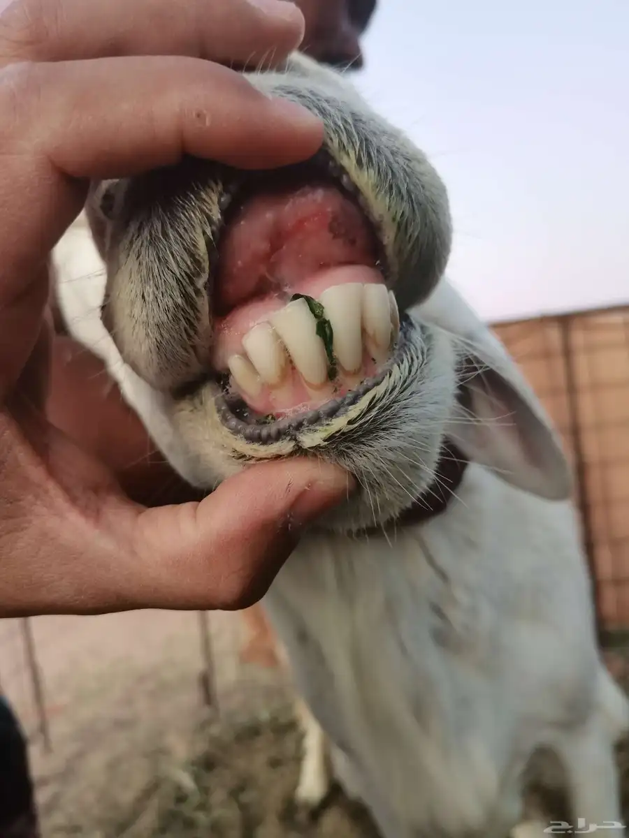 فحل حري طيب مشروط 3
