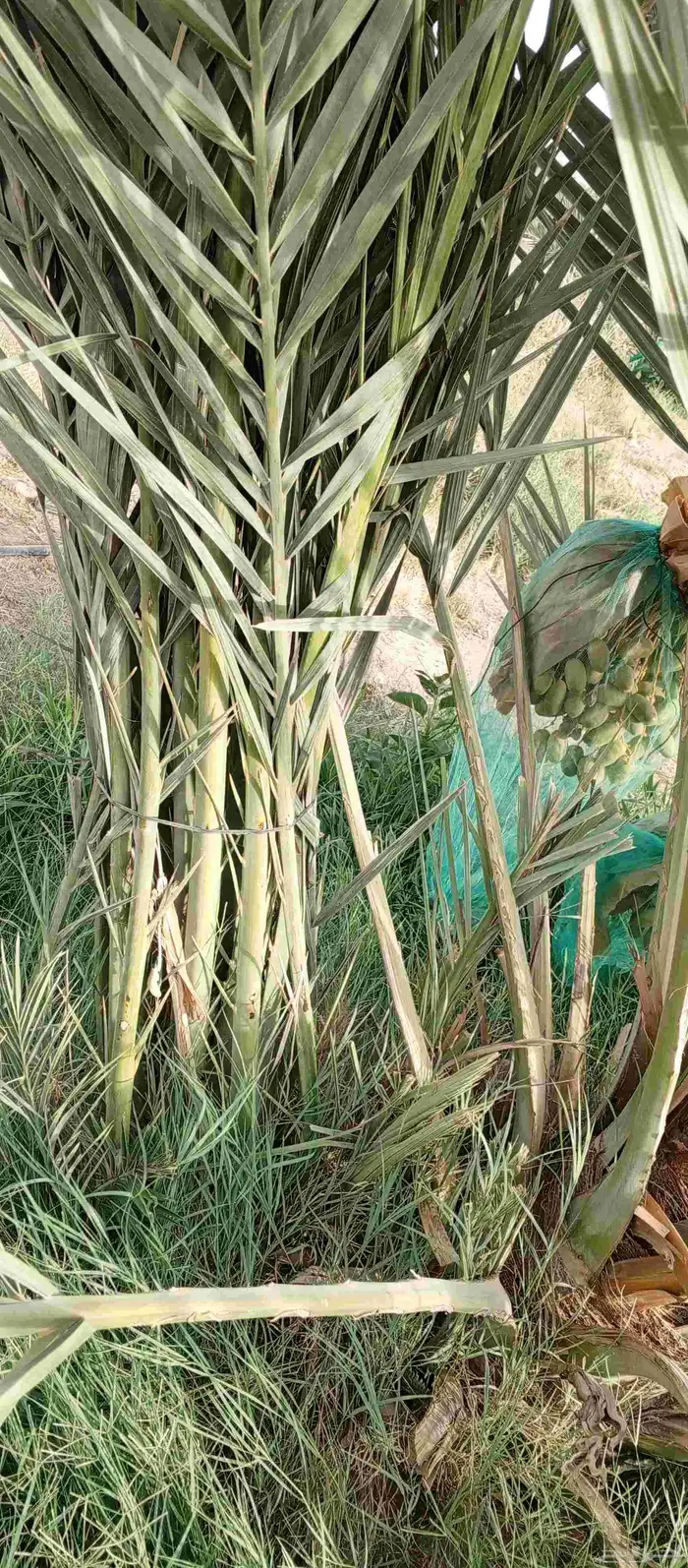 حيش محدوله مثمر طيب 6
