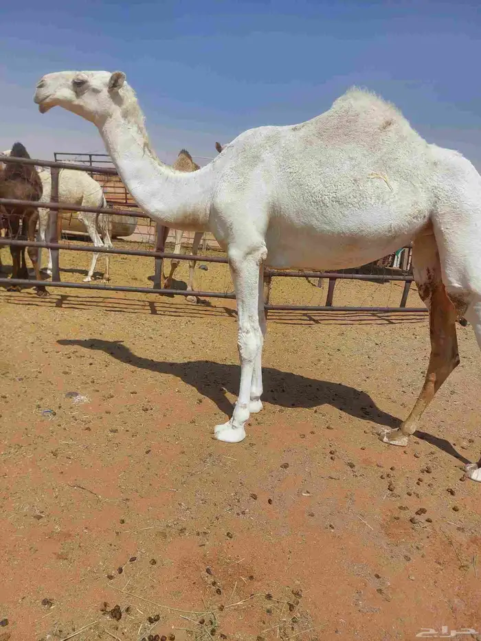 بكره باتليه حقه كفو عليها سوم12000من شايف وحايف وسليمه العزا 4