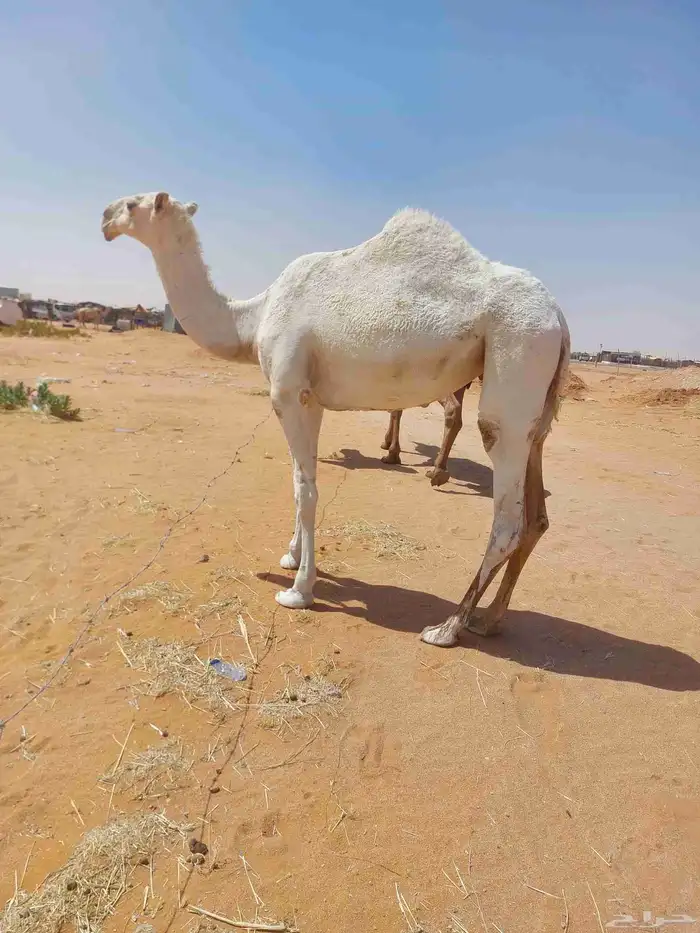 بكره باتليه حقه كفو عليها سوم12000من شايف وحايف وسليمه العزا 2