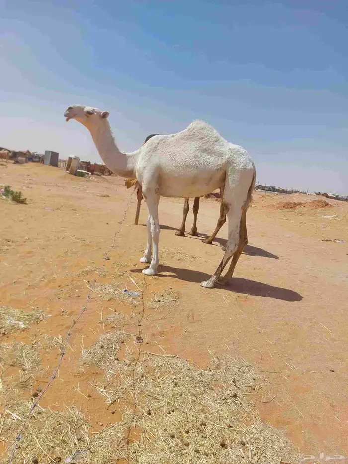 بكره باتليه حقه كفو عليها سوم12000من شايف وحايف وسليمه العزا 3