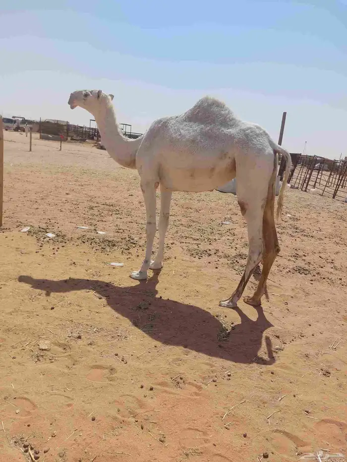 بكره باتليه حقه كفو عليها سوم12000من شايف وحايف وسليمه العزا 7